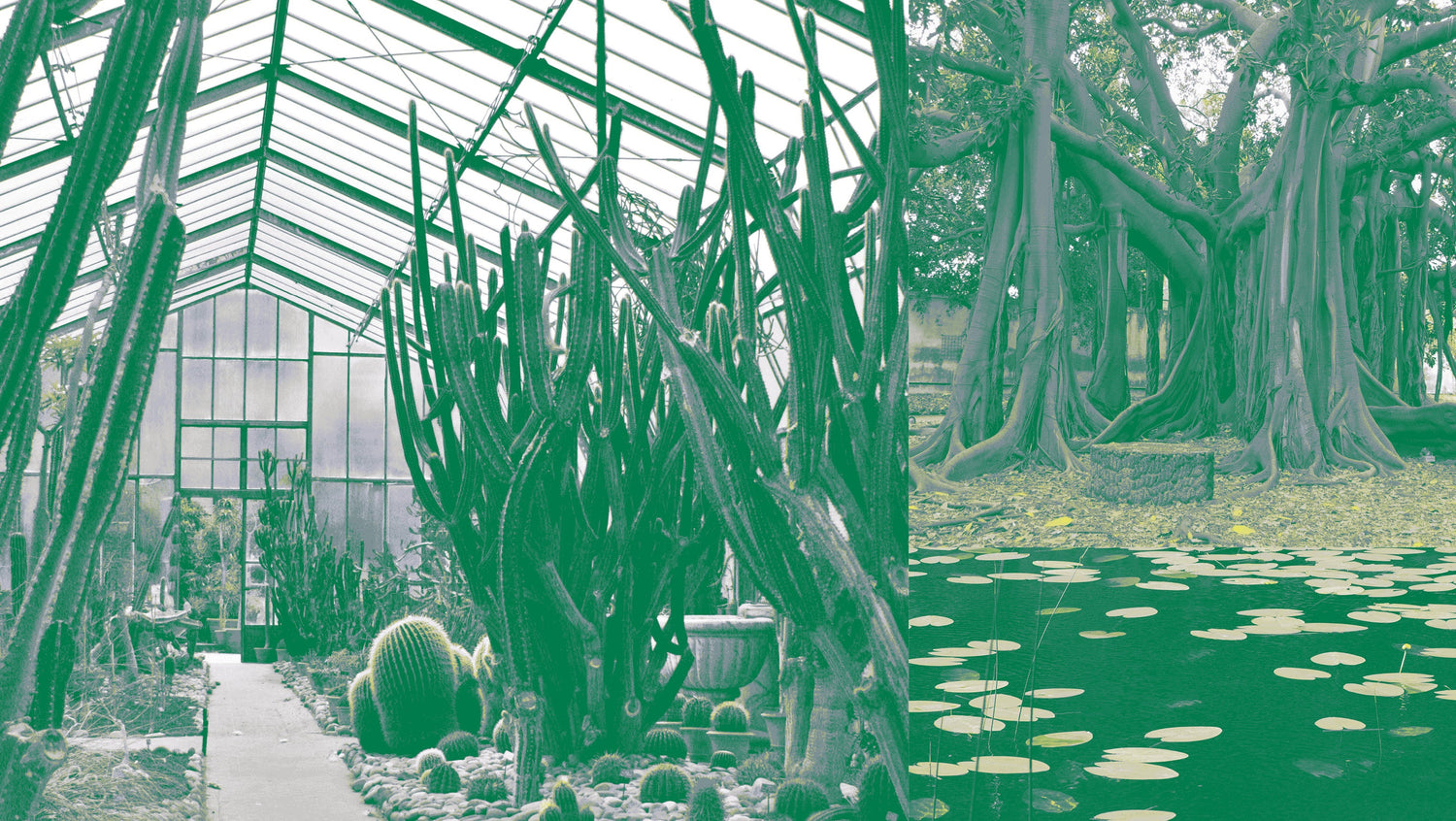 ORTO BOTANICO DI PALERMO
